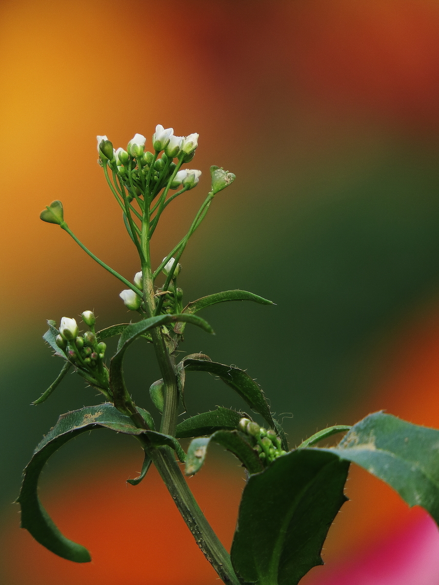 沾花惹草