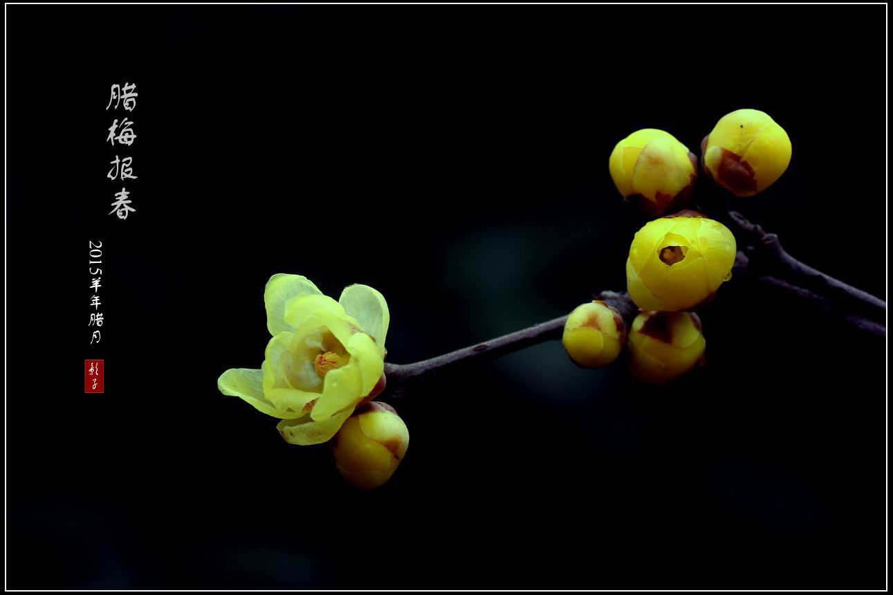 腊梅报春——谨以此向各位摄友拜年啦!