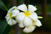 泰国花卉