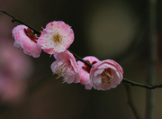 桃未芳菲杏未红，冲寒先已笑东风。