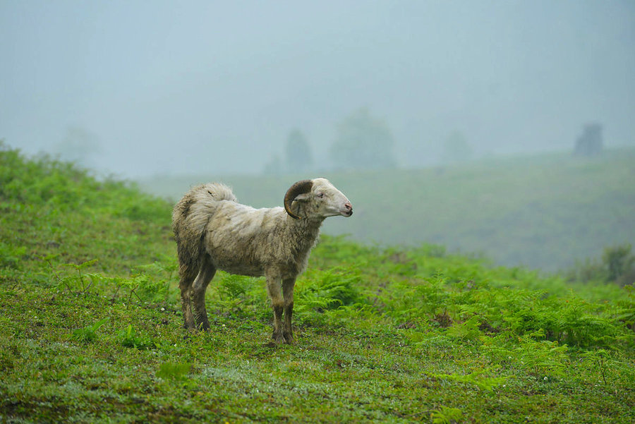 【羊年话羊羊摄影图片】生态摄影_太平洋电脑网摄影部落