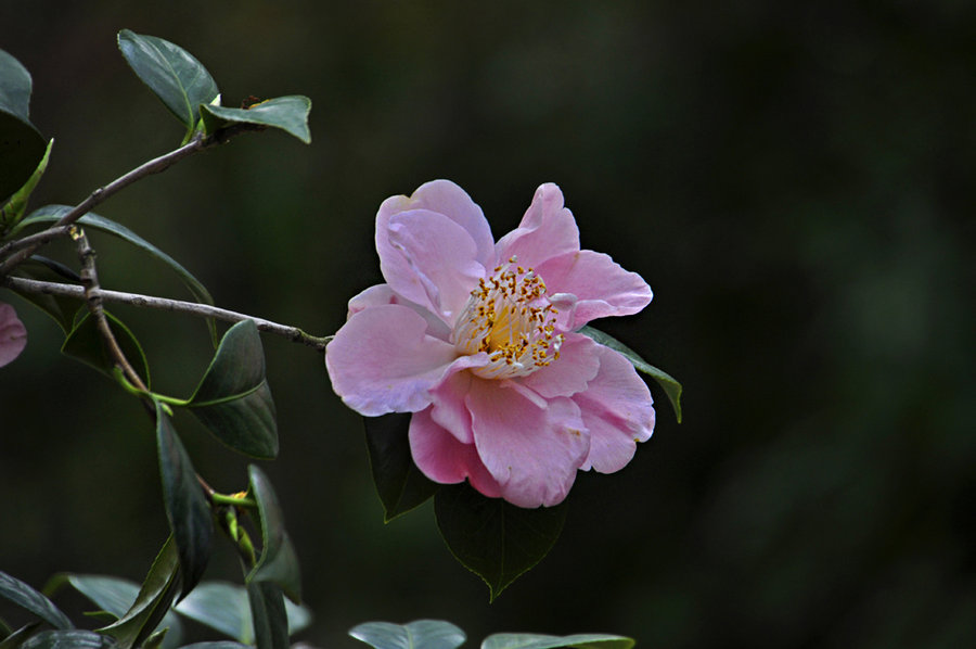 茶花图片大全(六角茶花图片大全)