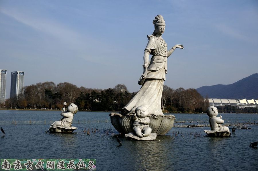 南京玄武湖荷花仙子图片