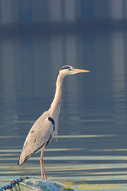 ʳĻأã