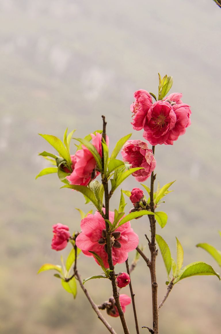 桃花摄影作品赏析图片