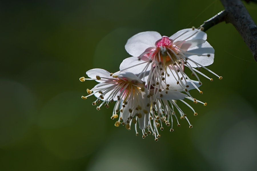 花花世界122青梅花