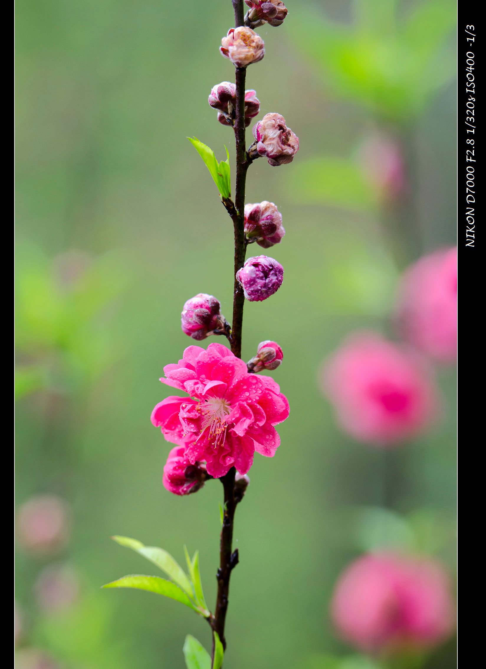 桃花开得好运来