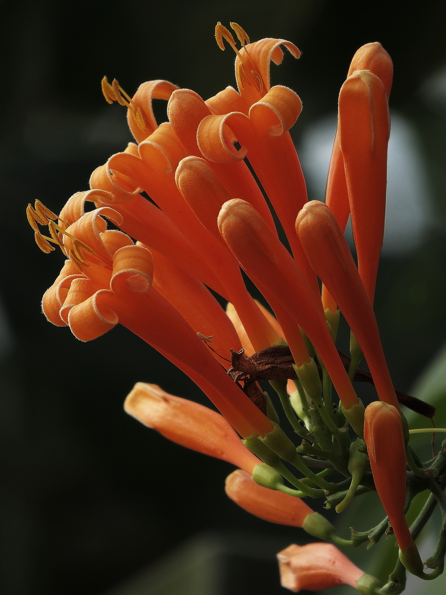 【开心炮仗花摄影图片】生态摄影_太平洋电脑网摄影部落