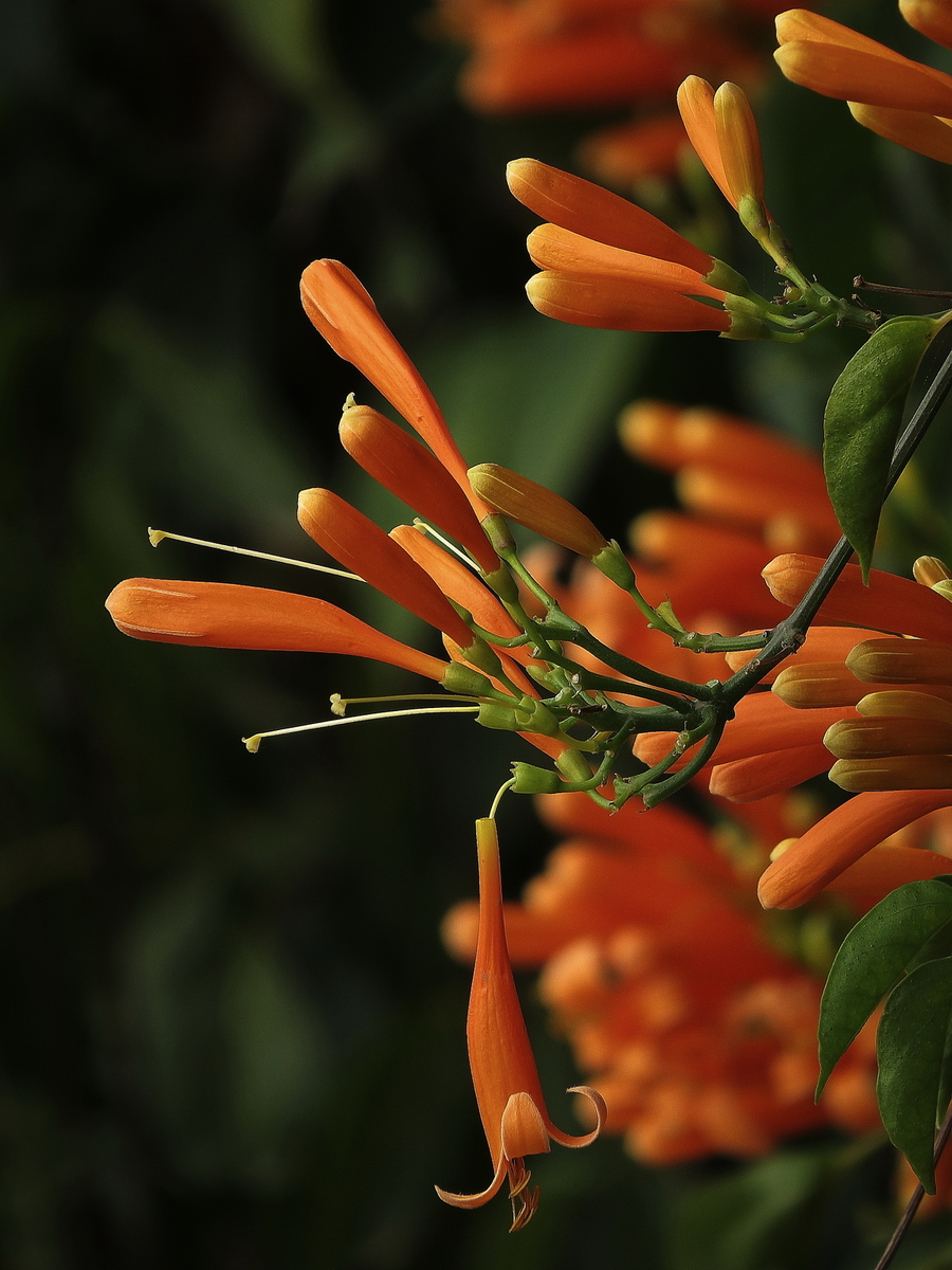 【开心炮仗花摄影图片】生态摄影_太平洋电脑网摄影部落