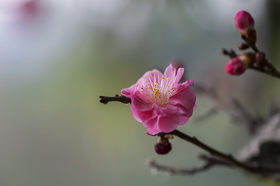 鹿儿岛红梅花图片图片