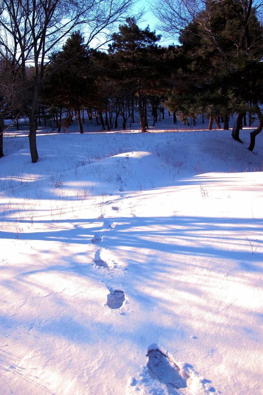 雪后初晴的早晨图片图片