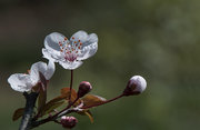 花花世界【125】-红叶李