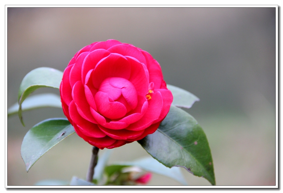 齐越节小茶花图片