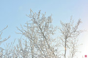 雪后小景