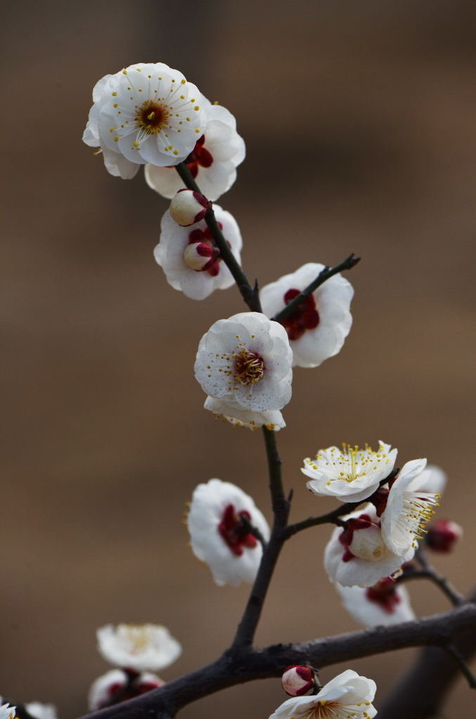 白腊梅花图片欣赏图片