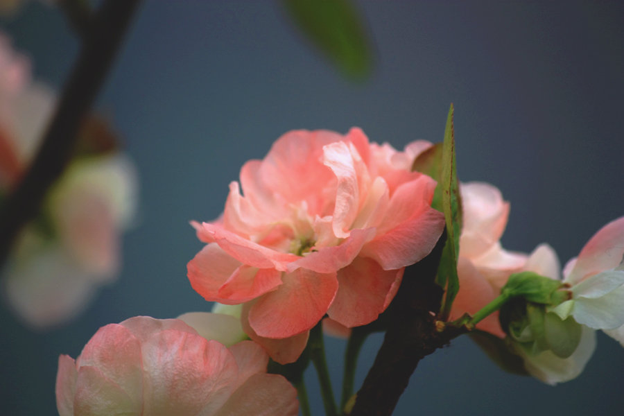 司牡丹海棠开花图片图片