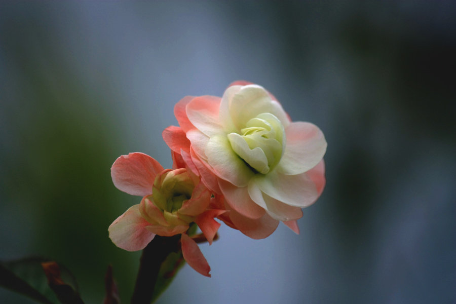 司牡丹海棠开花图片图片
