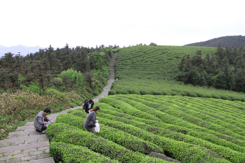 福泉山茶园