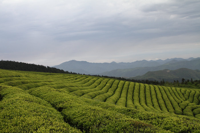 福泉山茶園