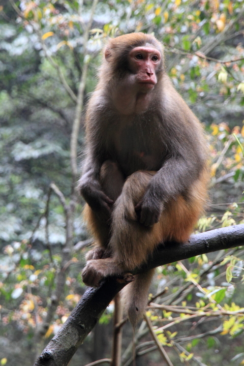 【张家界国家森林公园金鞭溪的猴子们】 第 6 幅查看大图曝光:0