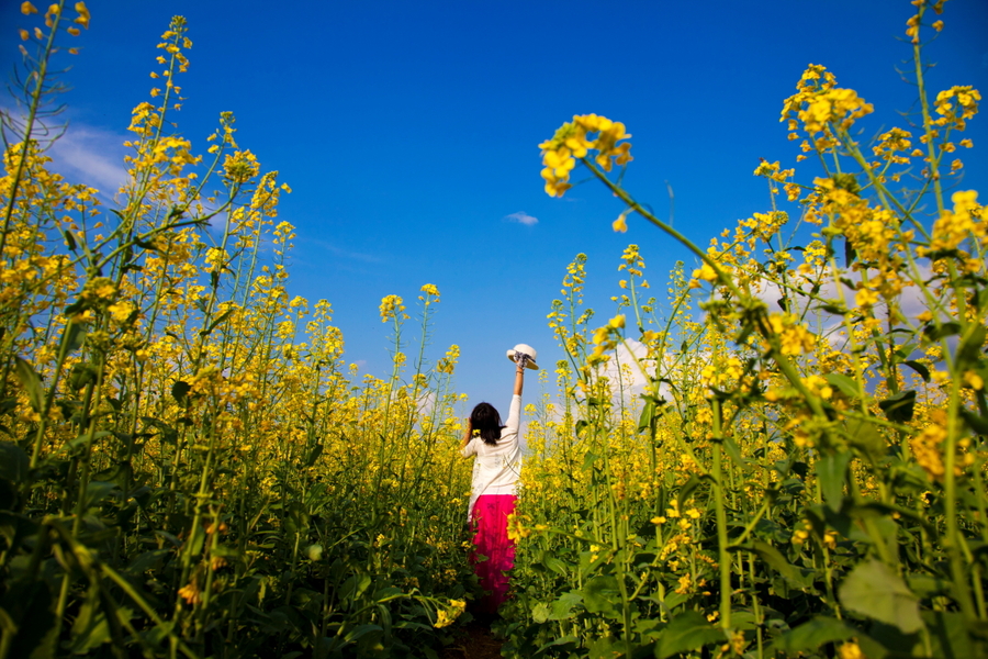 小村油菜花