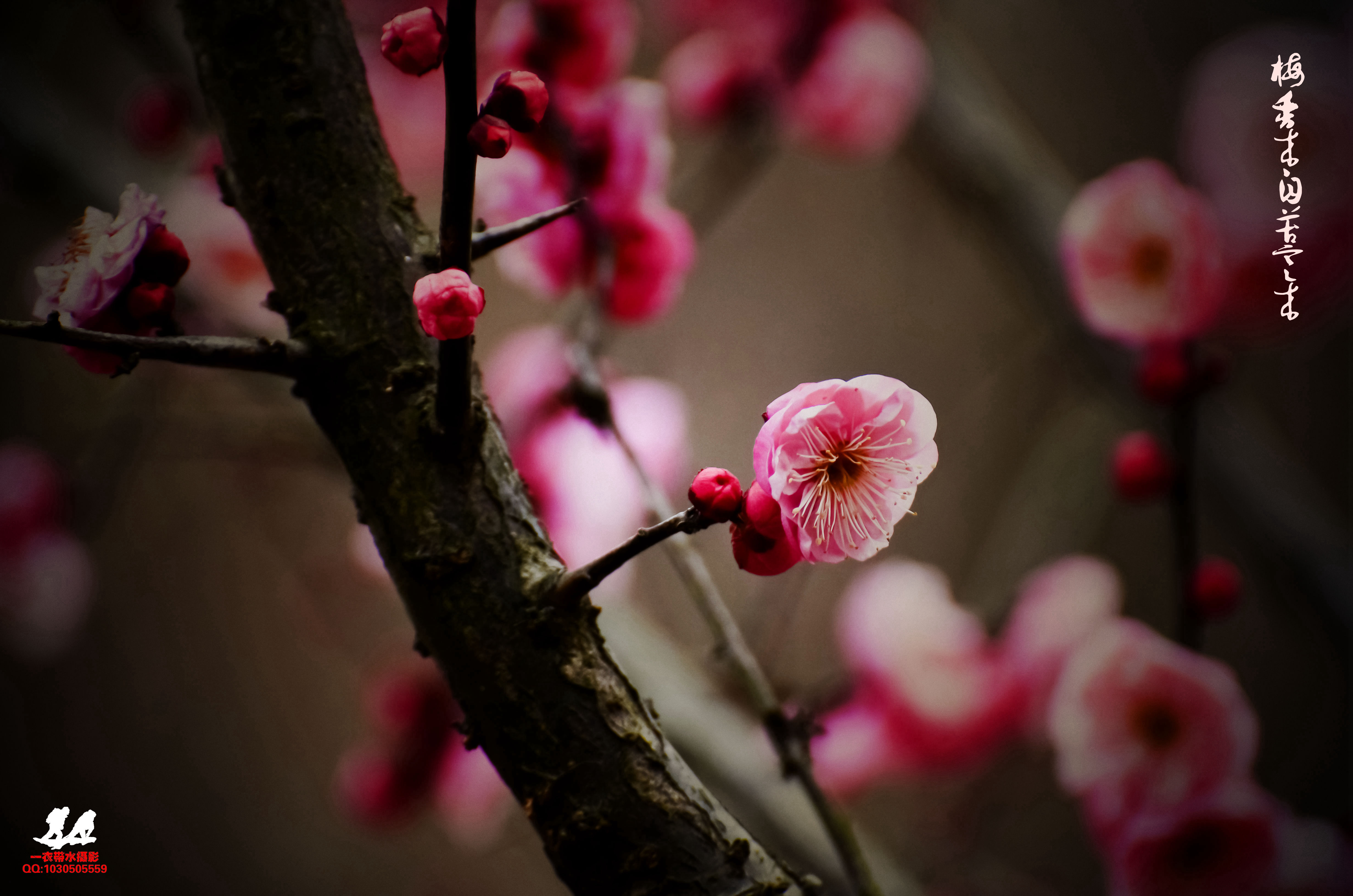倚梅园的梅花图片