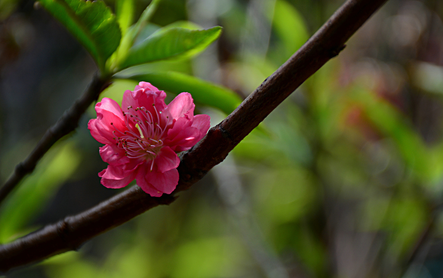 桃花盛開!