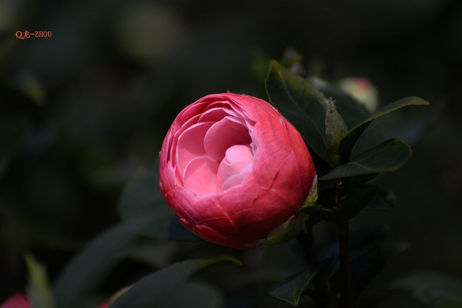 茶花(三)