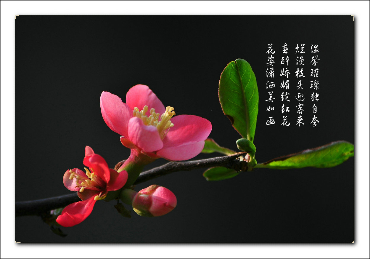 海棠花姿态描写图片