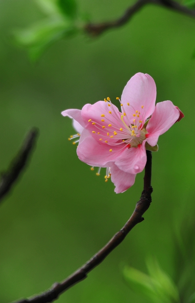 桃花图片大全大图高清图片