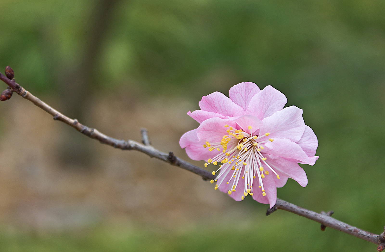 又是一年拍花季