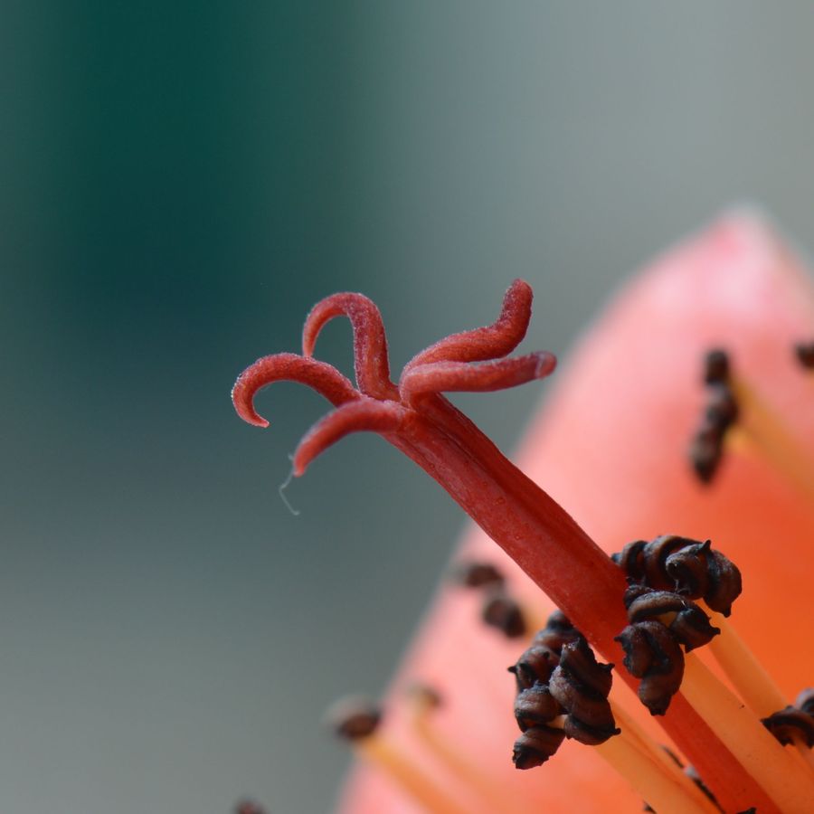 捡木棉花图片