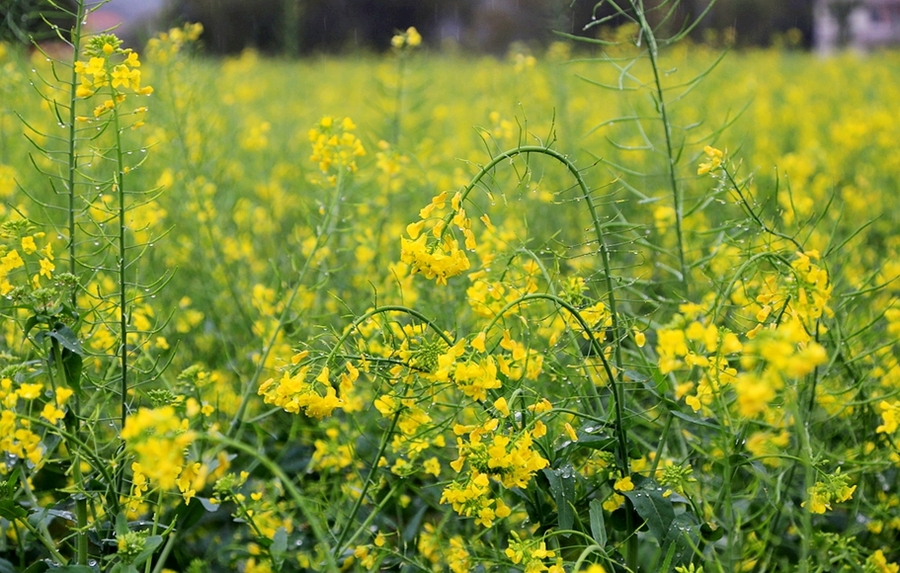 青杠树村油菜花图片