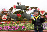 上海顾村公园樱花节拉开了序幕