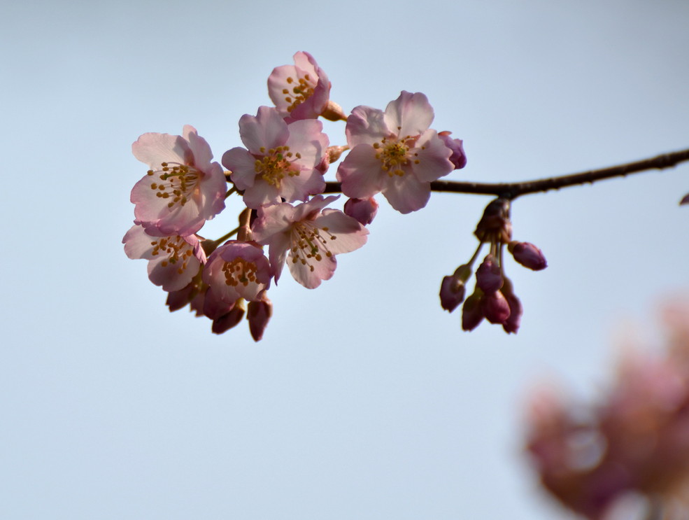 櫻桃花