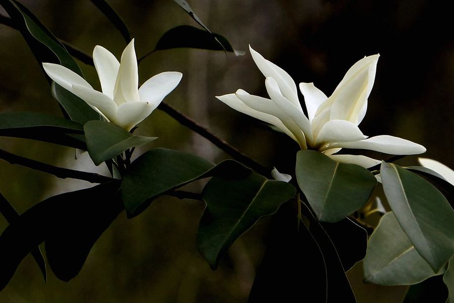 深山含笑花语(深山含笑花香吗)