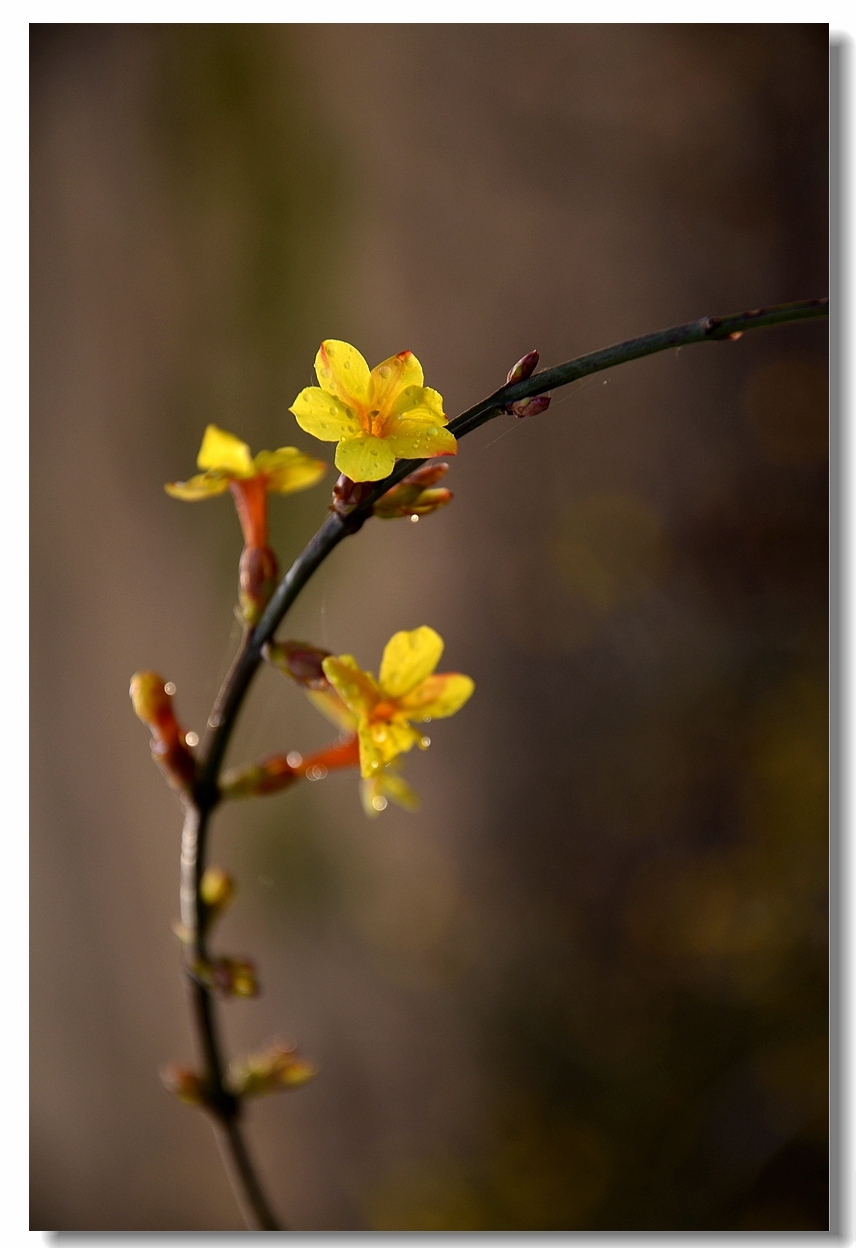 金英翠萼带春寒 黄色花中有几般—迎春花(下)