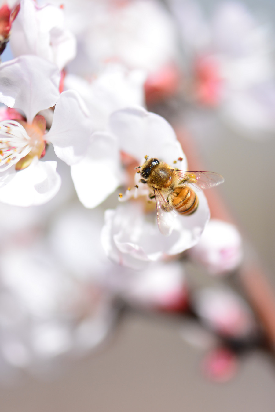 蜜蜂图片大全唯美图片