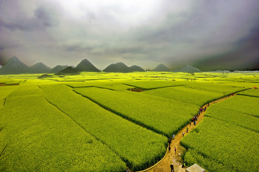 雲南羅平油菜花