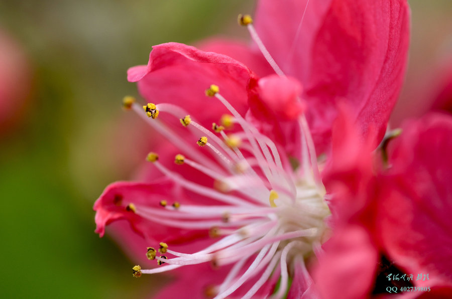 桃花的颜色有几种花蕊图片