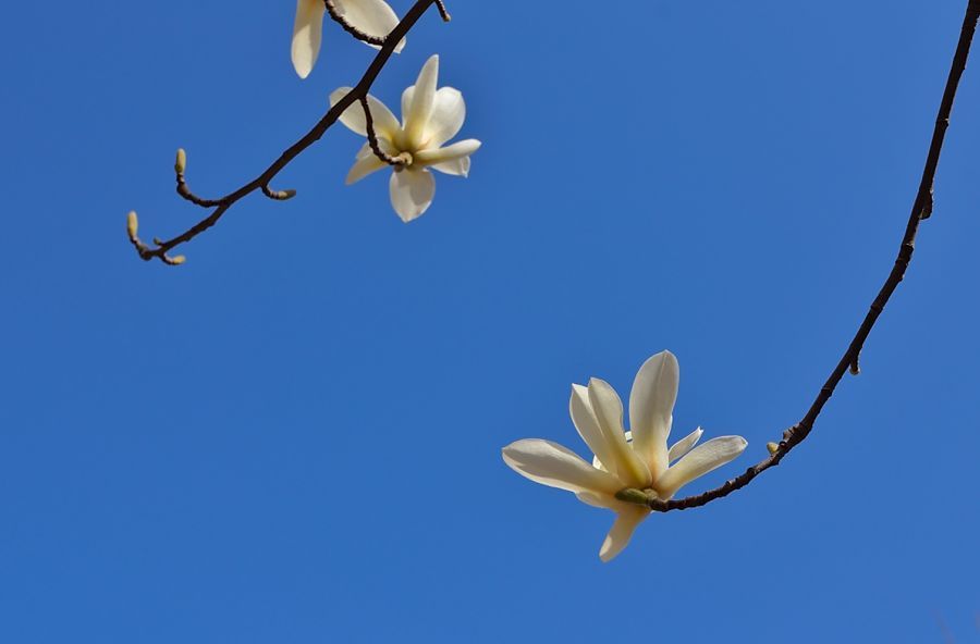 春天我們這裡最早開的花