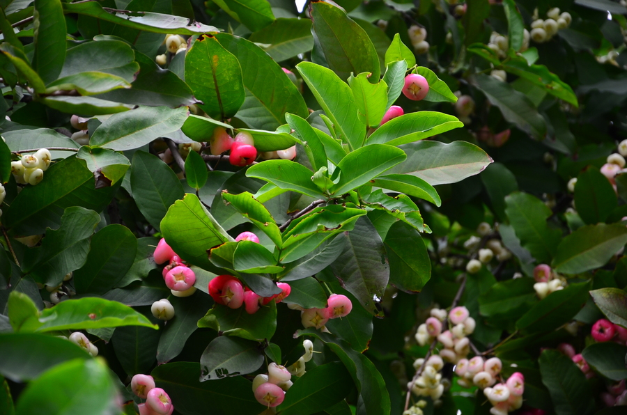 春花树果子图片