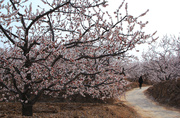 东阿黑山赏花