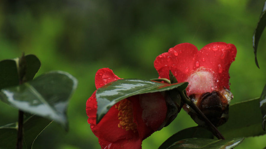 雨中花.