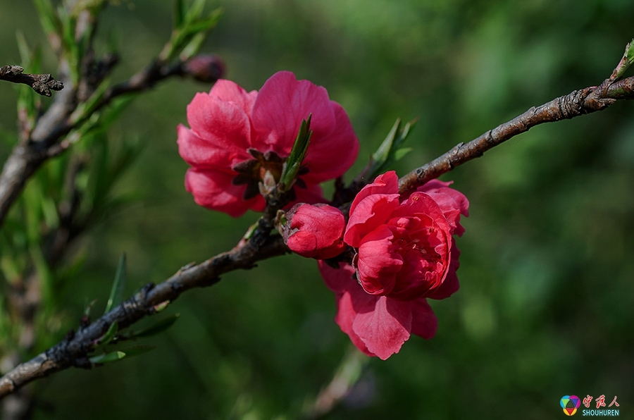 寿山水洞桃花的特点图片