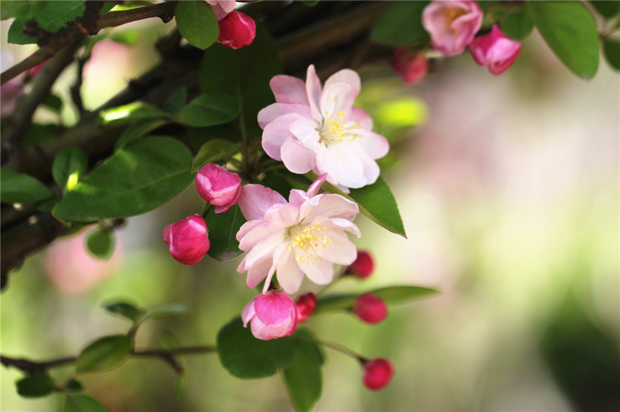 苹果花