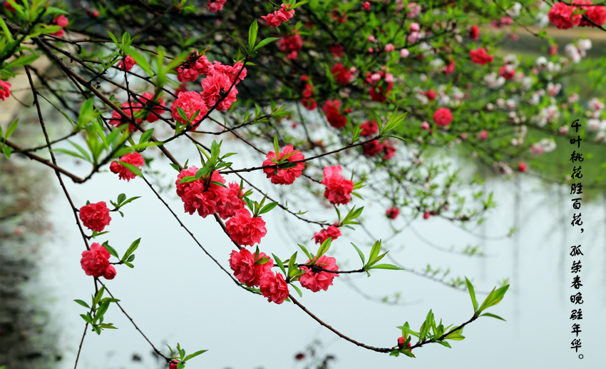 摄影桃花照片取名图片