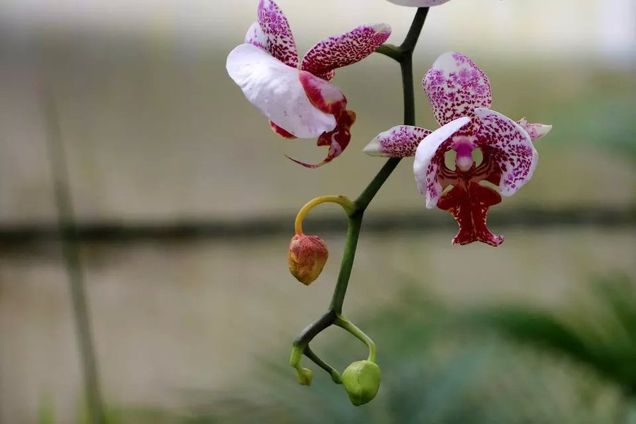 宜昌點軍世界名花展