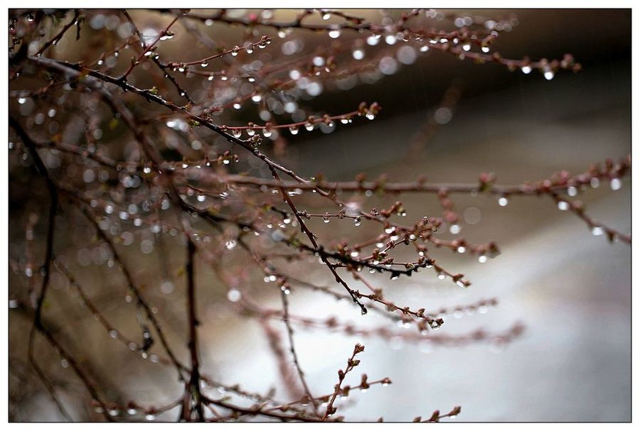 初春下雨的图片图片