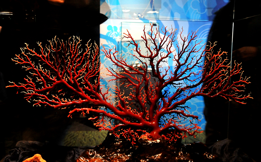 极品红珊瑚图片